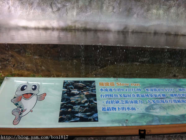 【台中。和平】台灣櫻花鉤吻鮭生態中心（鮭魚館）。七家灣溪。鮭魚的家。武陵農場觀魚台