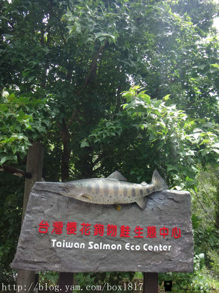 【台中。和平】台灣櫻花鉤吻鮭生態中心（鮭魚館）。七家灣溪。鮭魚的家。武陵農場觀魚台