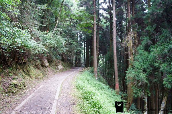 【嘉義。阿里山】特富野古道。林木茂密。舊鐵道與枕木相伴。單趟6.32公里。來回全程12.64公里全記錄