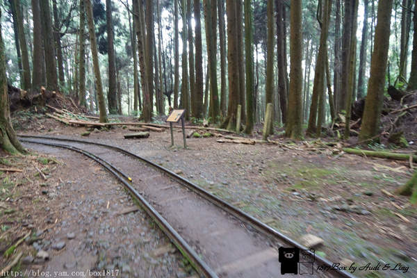 【嘉義。阿里山】特富野古道。林木茂密。舊鐵道與枕木相伴。單趟6.32公里。來回全程12.64公里全記錄 @1817BOX部落格