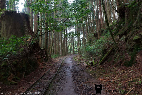 【嘉義。阿里山】特富野古道。林木茂密。舊鐵道與枕木相伴。單趟6.32公里。來回全程12.64公里全記錄