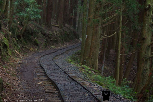 【嘉義。阿里山】特富野古道。林木茂密。舊鐵道與枕木相伴。單趟6.32公里。來回全程12.64公里全記錄 @1817BOX部落格
