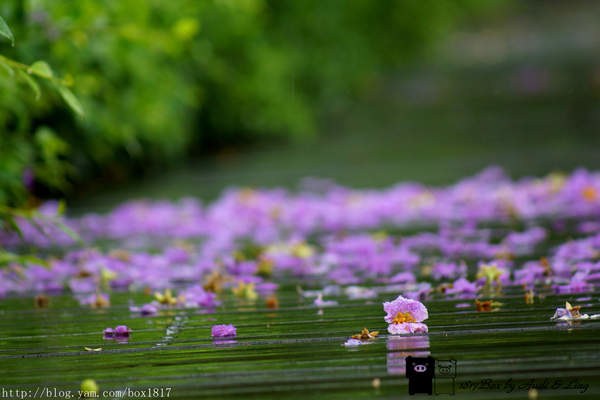 【彰化。田尾】雨中即景。大花紫薇
