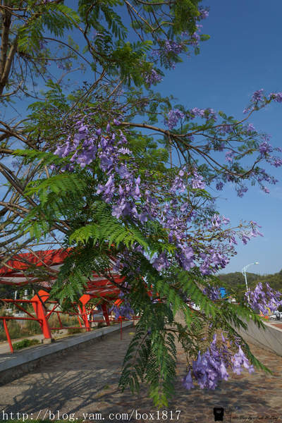 【彰化市】彰化139縣道。遇見藍花楹。台灣風景。攝影紀錄