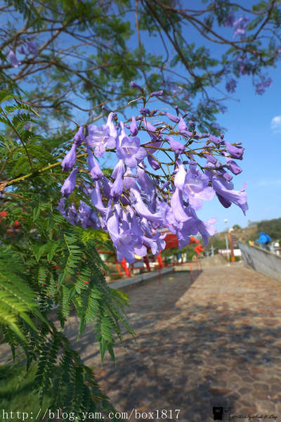 【彰化市】彰化139縣道。遇見藍花楹。台灣風景。攝影紀錄 @1817BOX部落格