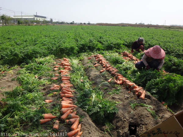 【台南。將軍】火紅胡蘿蔔產業文化活動。將軍紅蘿蔔採收趣 @1817BOX部落格