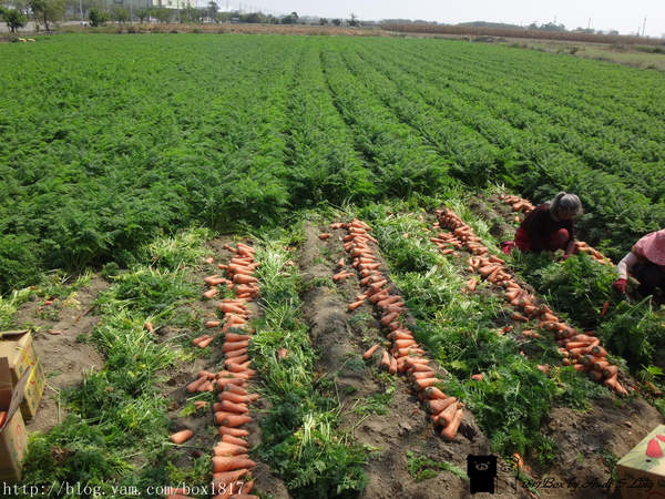 【台南。將軍】火紅胡蘿蔔產業文化活動。將軍紅蘿蔔採收趣 @1817BOX部落格