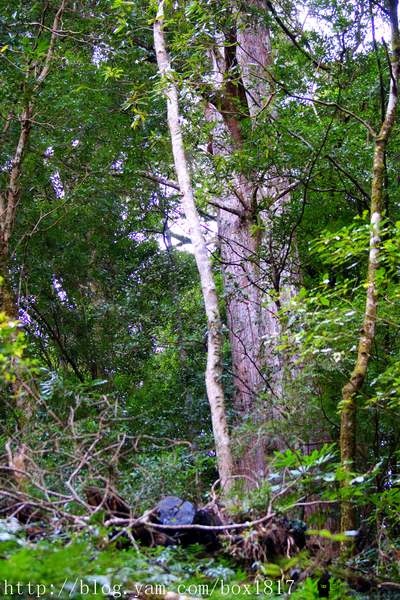 【桃園。復興】拉拉山(達觀山)自然保護區神木群。千年紅檜巨木樹。遇見北台灣氧氣最多的地方 @1817BOX部落格