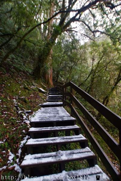【桃園。復興】拉拉山(達觀山)自然保護區神木群。千年紅檜巨木樹。遇見北台灣氧氣最多的地方