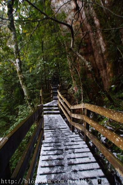【桃園。復興】拉拉山(達觀山)自然保護區神木群。千年紅檜巨木樹。遇見北台灣氧氣最多的地方 @1817BOX部落格
