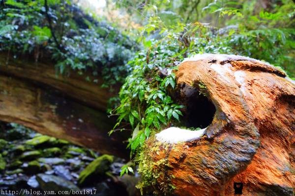 【桃園。復興】拉拉山(達觀山)自然保護區神木群。千年紅檜巨木樹。遇見北台灣氧氣最多的地方
