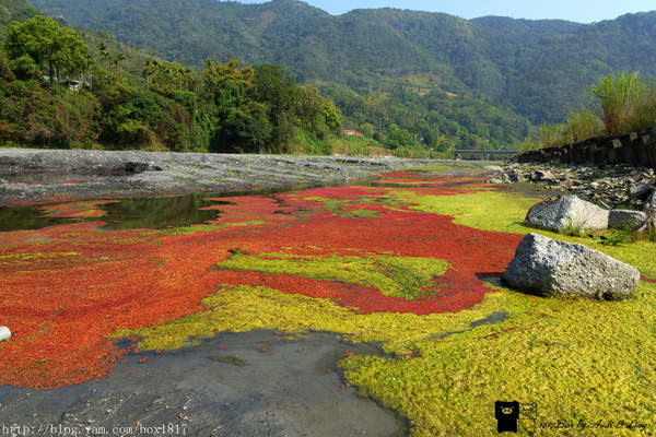 【南投。仁愛】季節限定。滿江紅。大自然的抽象畫作。台灣風景。攝影紀錄 @1817BOX部落格