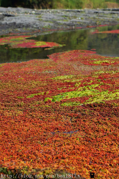 【南投。仁愛】季節限定。滿江紅。大自然的抽象畫作。台灣風景。攝影紀錄 @1817BOX部落格