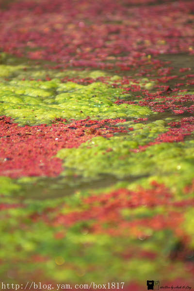 【南投。仁愛】季節限定。滿江紅。大自然的抽象畫作。台灣風景。攝影紀錄