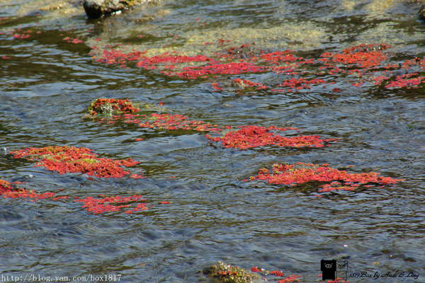 【南投。仁愛】季節限定。滿江紅。大自然的抽象畫作。台灣風景。攝影紀錄
