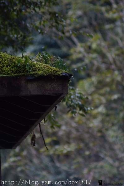 【宜蘭。員山】雨霧森林。神秘後花園。福山植物園 @1817BOX部落格