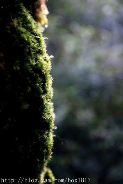 【宜蘭。員山】雨霧森林。神秘後花園。福山植物園 @1817BOX部落格