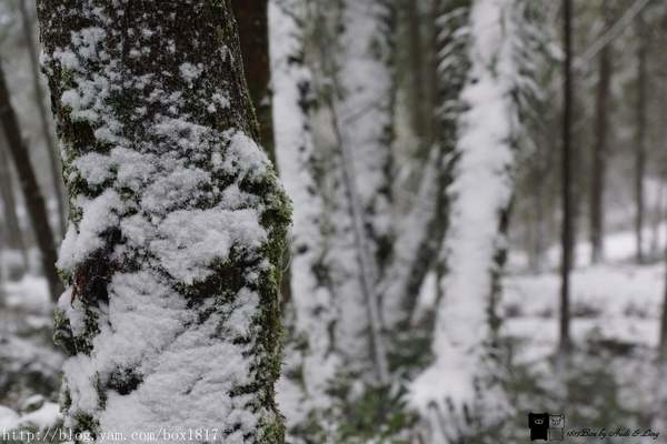 【宜蘭。大同】雪白馬告生態公園。馬告神木群下雪了。難得一見的美景
