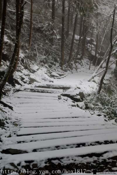 【宜蘭。大同】雪白馬告生態公園。馬告神木群下雪了。難得一見的美景 @1817BOX部落格