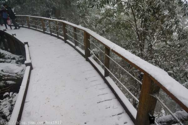【宜蘭。大同】雪白馬告生態公園。馬告神木群下雪了。難得一見的美景