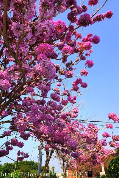 【彰化。社頭】崙雅國小旁。紅花風鈴木。台灣風景。攝影紀錄 @1817BOX部落格