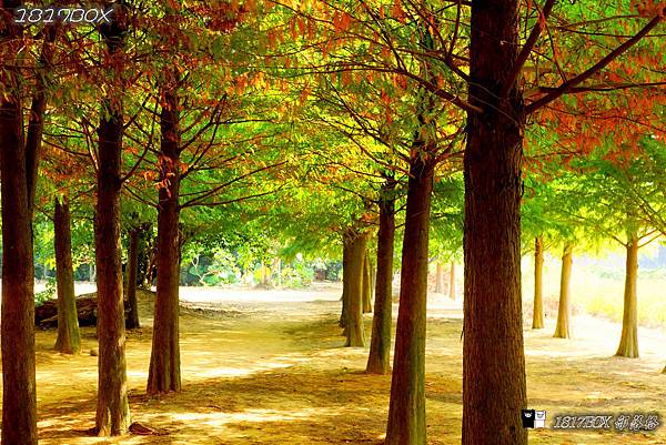 【南投市】天涼好個秋。139縣道。南投落羽松林。紅綠黃交織唯美畫面