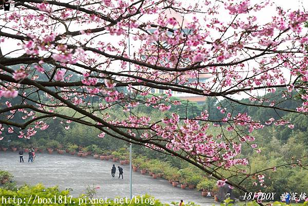 【新北。淡水】天元宮後山三色櫻爆滿盛開。賞櫻交通資訊