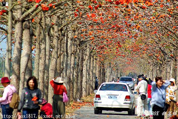 【台南。白河】世界最美花海街道之一。林初埤木棉花道火紅登場