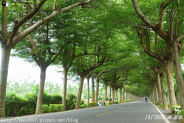 【屏東。潮州】泗林健走步道 | 潮州綠色隧道。全台灣第一個警政社區休憩園地。屏東最美綠色隧道 @1817BOX部落格