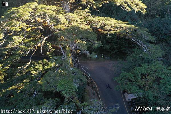 【南投。信義】大鐵杉樹齡800年。一把天然的綠色大傘。位在往鹿林山與玉山的登山入口的三叉路。大鐵杉登山步道 @1817BOX部落格