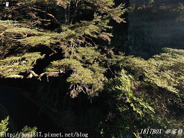 【南投。信義】大鐵杉樹齡800年。一把天然的綠色大傘。位在往鹿林山與玉山的登山入口的三叉路。大鐵杉登山步道 @1817BOX部落格