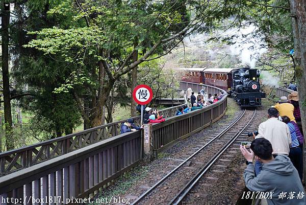 【嘉義。阿里山】2021櫻花季限定。《SL-31蒸汽火車》主題列車。體驗全台獨家的高山櫻花鐵道之旅 @1817BOX部落格