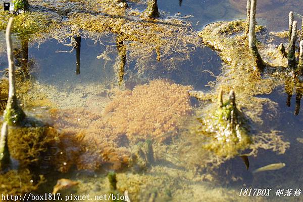 【高雄。林園】林園海洋溼地公園。黃金水母。倒立水母。全台獨一無二的水母濕地 @1817BOX部落格