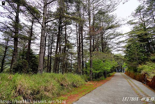 【台中。和平】大雪山神木步道。樹齡約1400年的紅檜。雪山神木姿態挺拔枝葉蓊鬱 @1817BOX部落格