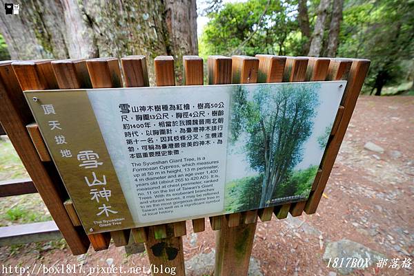 【台中。和平】大雪山神木步道。樹齡約1400年的紅檜。雪山神木姿態挺拔枝葉蓊鬱 @1817BOX部落格